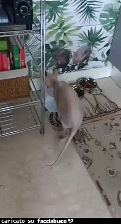 Gif Animata