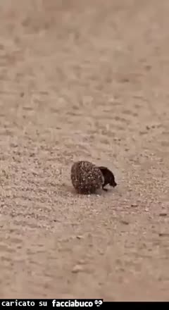 Gif Animata