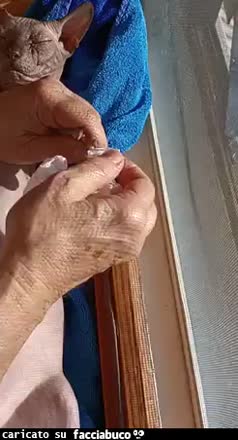 Gif Animata
