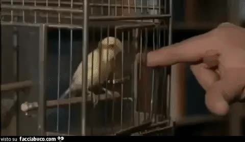 gif animata