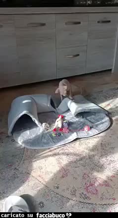 Gif Animata