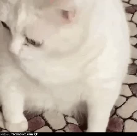 gif animata