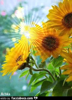 gif animata