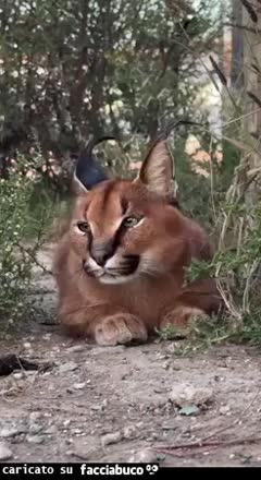Gif Animata