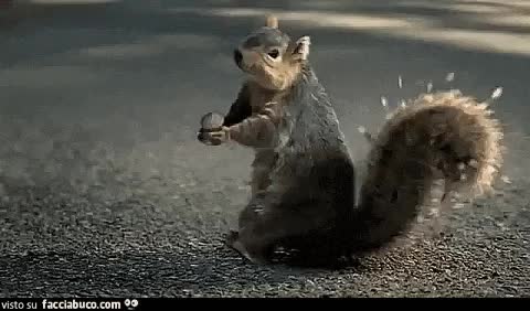 gif animata
