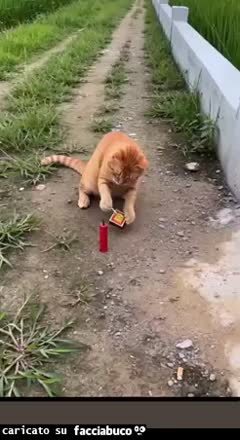 Gif Animata