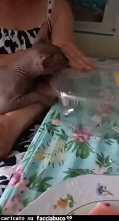 Gif Animata