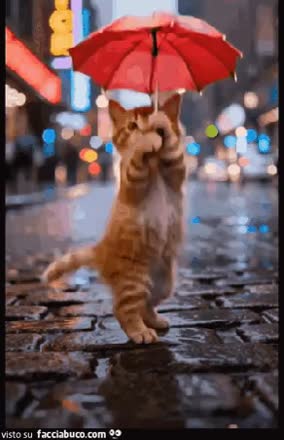 Gif Animata