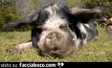 gif animata