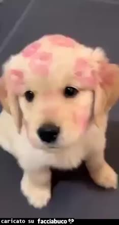 Gif Animata
