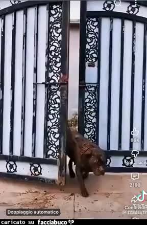 Gif Animata