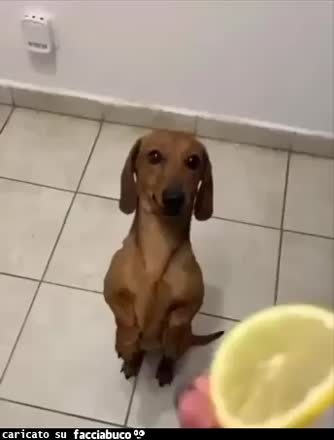 gif animata