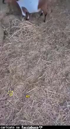 Gif Animata
