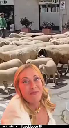 Gif Animata