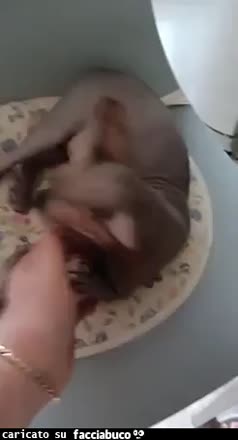Gif Animata