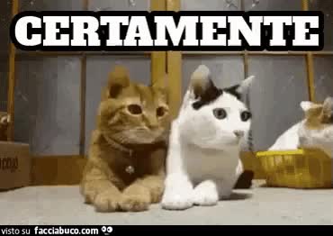 gif animata