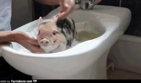 gif animata