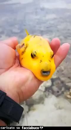 gif animata