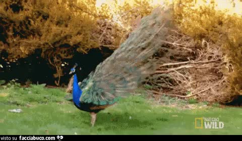 gif animata
