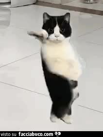 gif animata