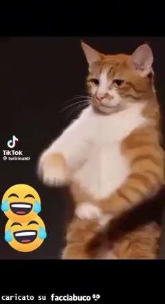 gif animata