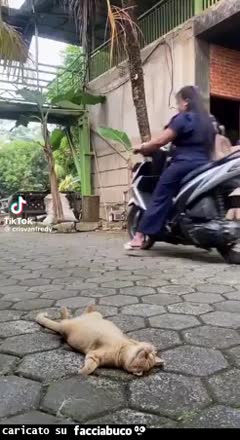 Gif Animata