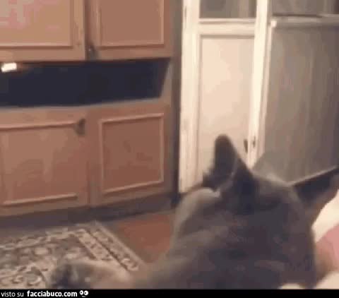 gif animata