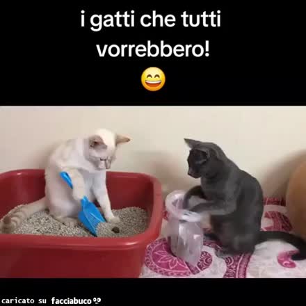 Gif Animata