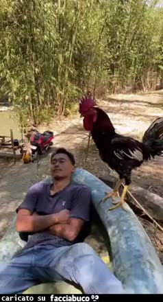 Gif Animata