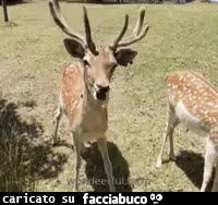 gif animata
