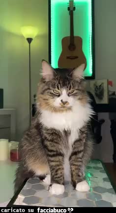 Gif Animata