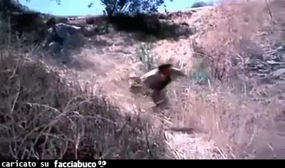 gif animata