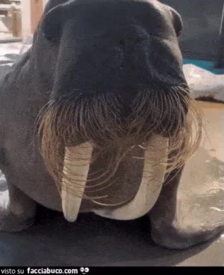 gif animata