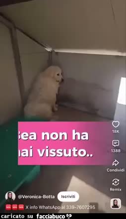 Gif Animata