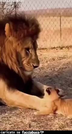 Gif Animata