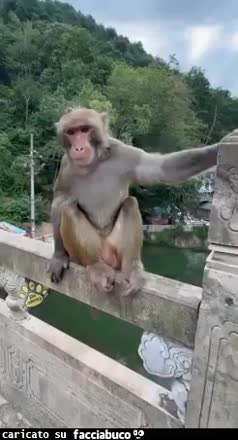 gif animata