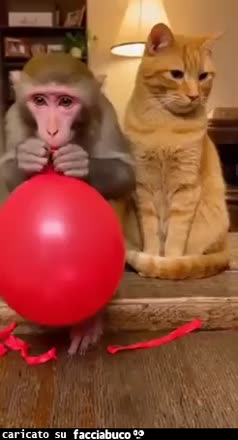 gif animata