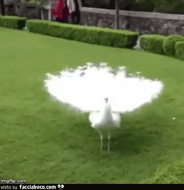 gif animata