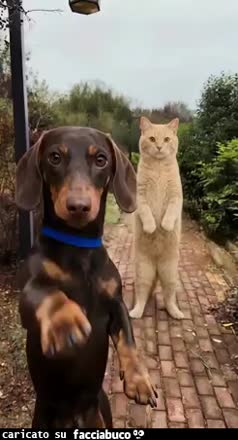Gif Animata