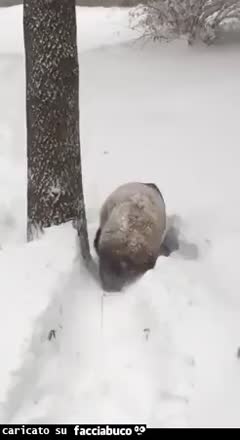 gif animata