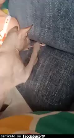 Gif Animata
