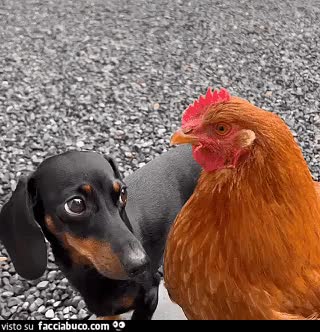 Gif Animata