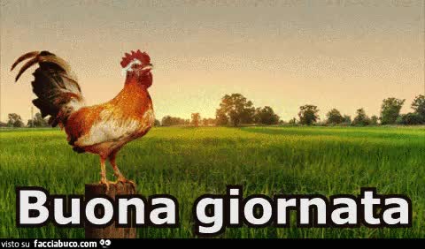 gif animata