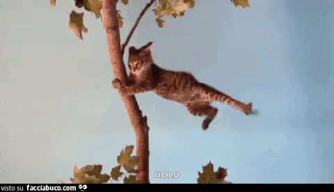 gif animata
