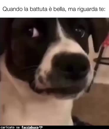 Gif Animata