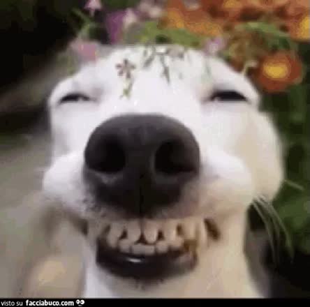 gif animata