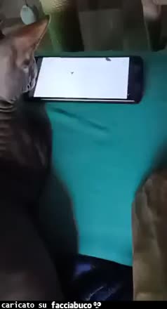 Gif Animata