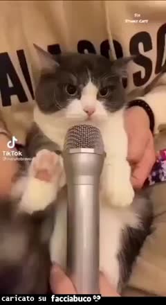 Gif Animata