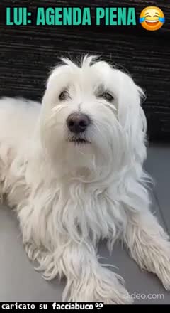 Video cane malese agenda piena