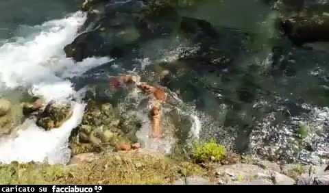 Gif Animata